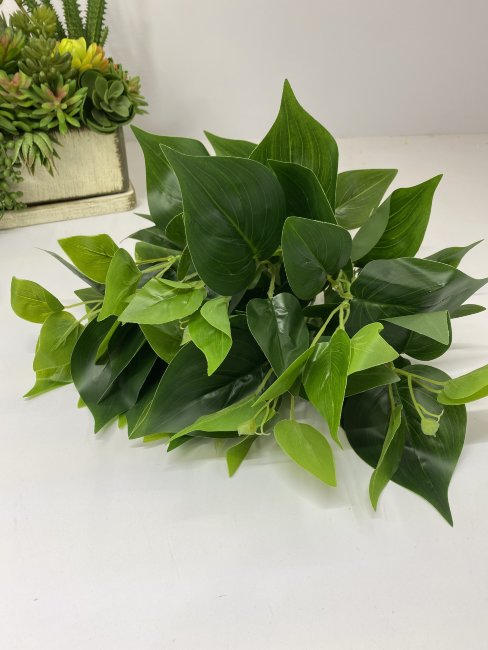 Куст Сциндапсуса КС 825