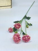 Хризантема Х 1276-3