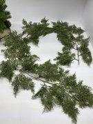 Кипарис ампельный Ка 1094 Кипарис ампельный Ка 1094