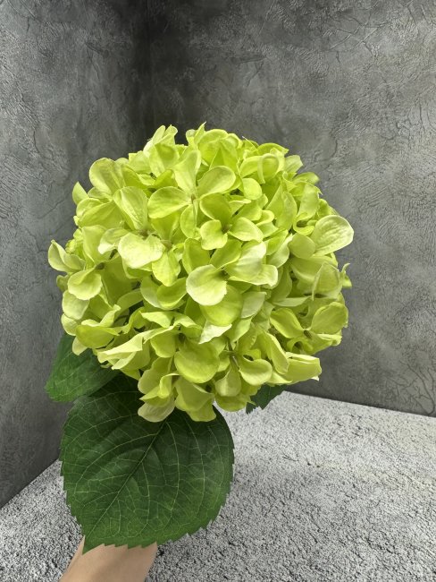Ветка гортензии Вг 1797-6