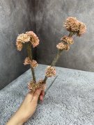Озотамнус О 454 Озотамнус О 454