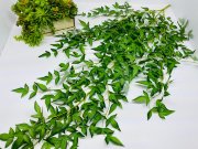 Рускус ампельный Рам 834 Рускус ампельный Рам 834