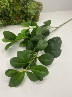 Ветка замиокулькуса Взк 581