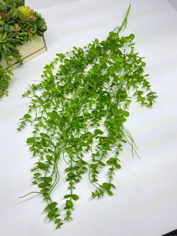 Эвкалипт ампельный  Эа 1249