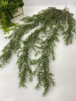 Можжевельник амп.  Мж 791