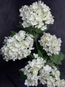 Вибурнум В 1541-1 Вибурнум В 1541-1