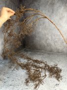 Ампельная ветка Ав 1368-1 Ампельная ветка Ав 1368-1