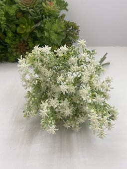 Букет седума в срезе Бсд 584