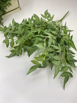 Рускус Итальянский КР 788