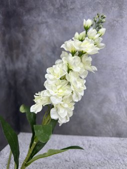 Маттиола М 1741-1