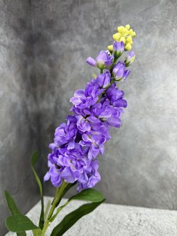 Маттиола М 1741-2
