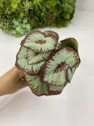 Куст бегонии КБг 330-2 Куст бегонии КБг 330-2