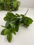 Ветка замиокулькуса ВЗк 410