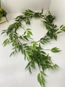 Рускус ампельный Ра 849 Рускус ампельный Ра 849