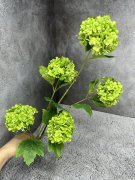 Вибурнум пять головы В 1205-1