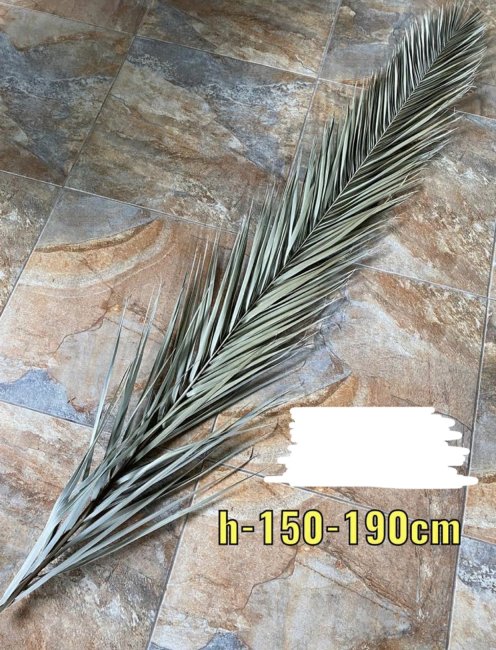 Лист канарского финика Лф 598