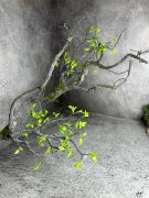 Ветка коряги Вк 1382 Ветка коряги Вк 1382