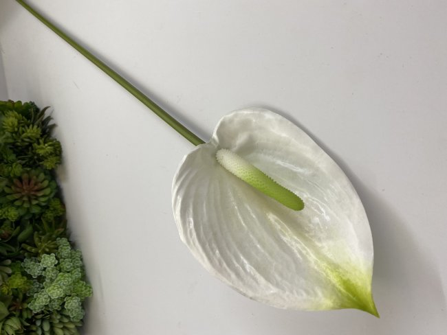 Ветка антуриума ВА 292-2