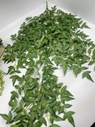 Рускус Итальянский амп. Р 801 Рускус Итальянский амп. Р 801