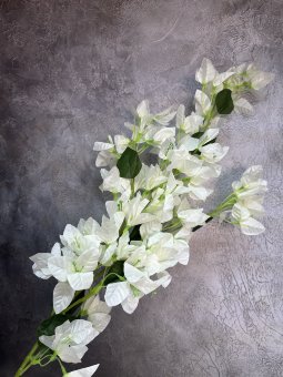 Бугенвиллея Б 923-2