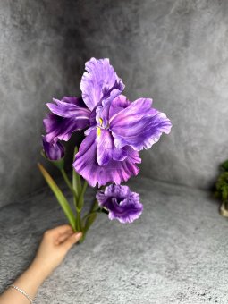 Ирис И 1384-2