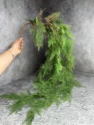 Аспарагус ампельный Ам 601