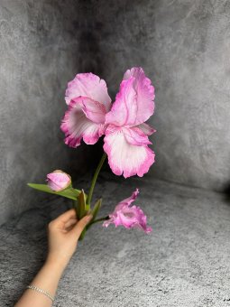 Ирис И 1384-3