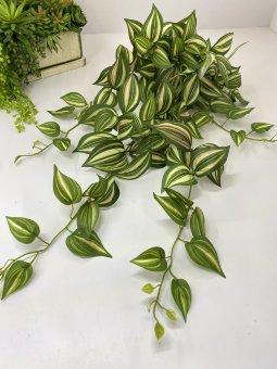 Традесканция ампельная  Та 855