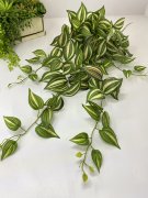 Традесканция ампельная Та 855 Традесканция ампельная Та 855