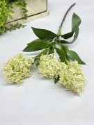 Кардария крупковская КК 1112-1 Кардария крупковская КК 1112-1
