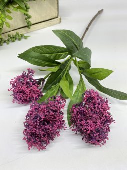 Кардария крупковская КК 1112-2