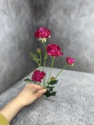 Хризантема Х 1276-7