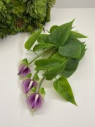 Кустик антуриума Кан 534-2