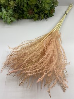 Мискантус М 661-5 пудра