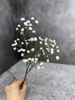 Гипсофила Г 1713