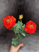 Ветка ранункулюса ВРк 261-2