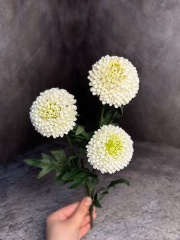 Хризантема Х 1451-1