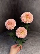Хризантема Х 1451-2