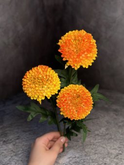 Хризантема Х 1451-3
