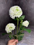 Хризантема Х 537-1 