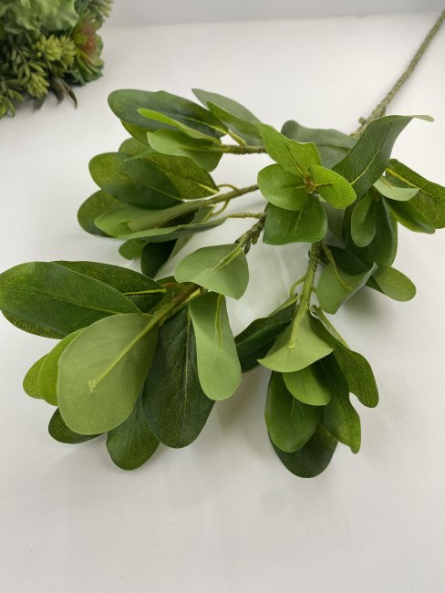 Фикус натальский ФН 760