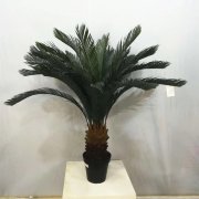 Цикас Ц 1271 Цикас Ц 1271