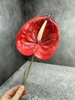 Антуриум А 1207-1