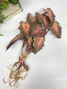 Куст каладиума Кк 1019-2 Куст каладиума Кк 1019-2