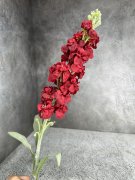 Маттиола М 1811-1 Маттиола М 1811-1
