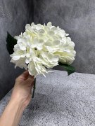 Гортензия Г 1234-4