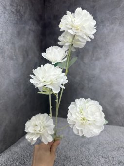 Пион древовидный Пд 1484-5