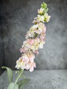 Маттиола М 1811-2 Маттиола М 1811-2
