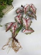 Куст каладиума Кк 1019-3 Куст каладиума Кк 1019-3