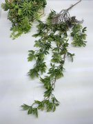 Шеффлера ампельная Ша 1174 Шеффлера ампельная Ша 1174